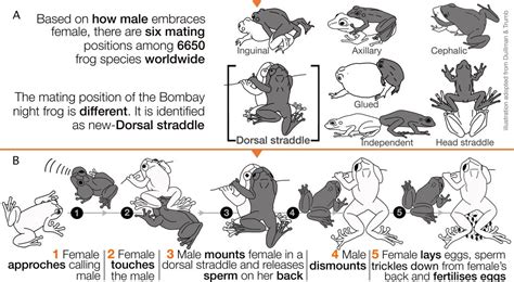 mating preds|Understanding the Mating Press Phenomenon: Exploring its .